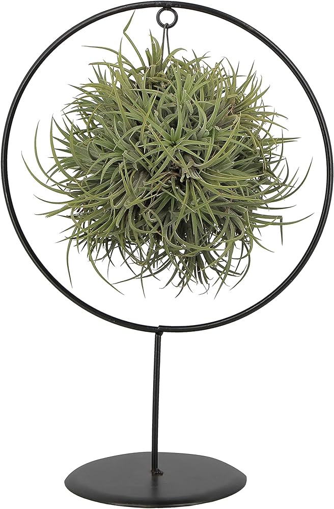 Tillandsia Ionantha Large