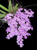 Load image into Gallery viewer, Ionopsis utricularioides