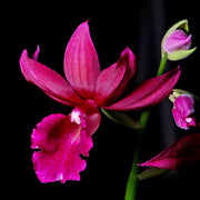 Phaiocalanthe Kryptonite (Calanthe Rozel x P. tankervilleae)