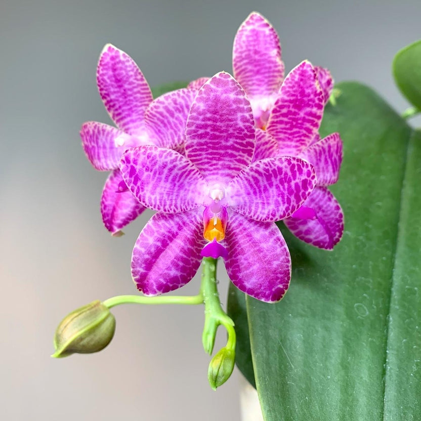 Phalaenopsis Schillgig (gigantea X schilleriana)