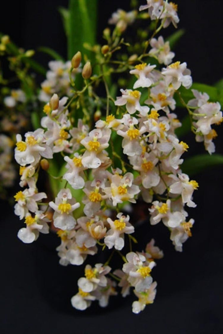 Oncidium Twinkle MIX piante grandi