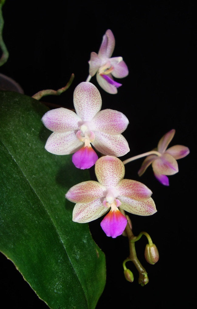 Phalaenopsis javalin (P.lindenii x P. javanica)