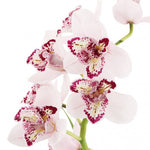 Load image into Gallery viewer, Cymbidium Survaley &quot;The Joker&quot;
