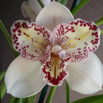 Load image into Gallery viewer, Cymbidium Survaley &quot;The Joker&quot;
