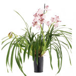 Load image into Gallery viewer, Cymbidium Survaley &quot;The Joker&quot;
