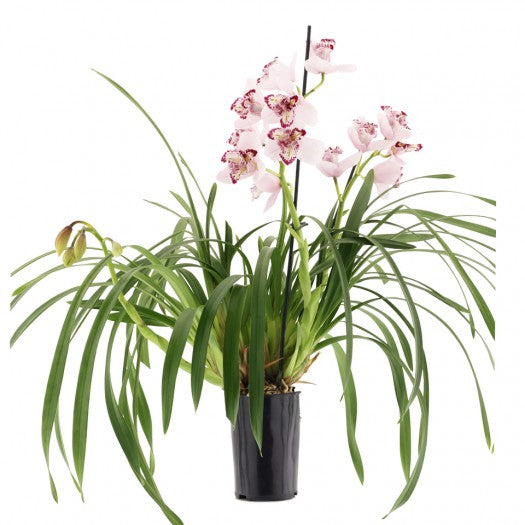 Cymbidium Survaley "The Joker"