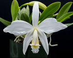 Load image into Gallery viewer, Laelia jongheana f. alba