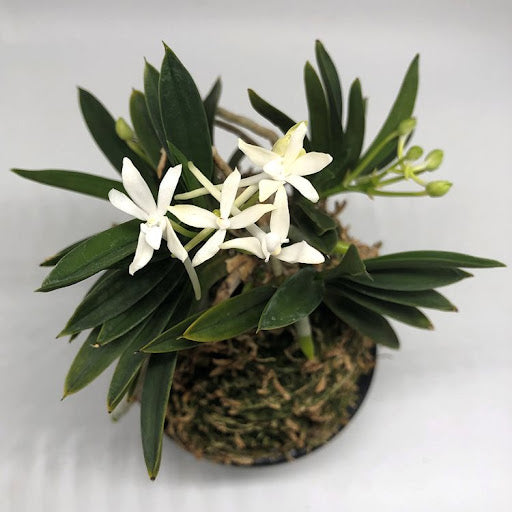Neofinetia falcata 'Jūnihitoe' 十二単