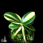 Load image into Gallery viewer, Sedirea Japonica Minmaru Shima