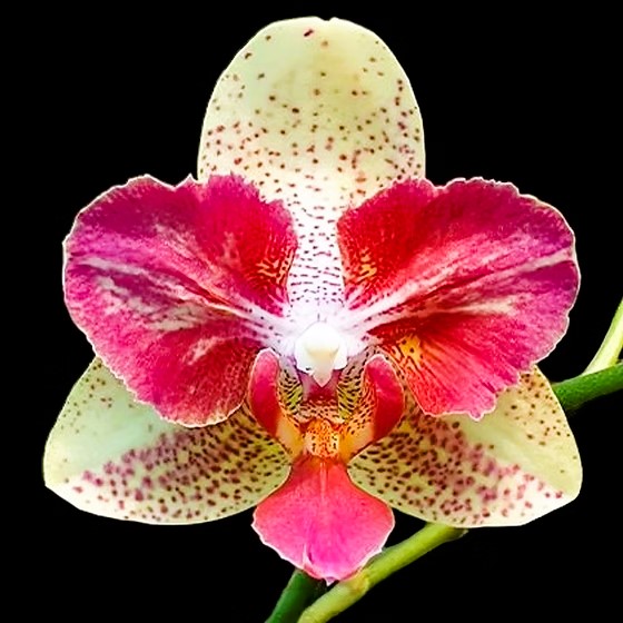 Phalaenopsis Chi-Yueh Kaleidescope