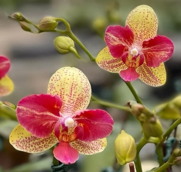 Phalaenopsis Chi-Yueh Kaleidescope