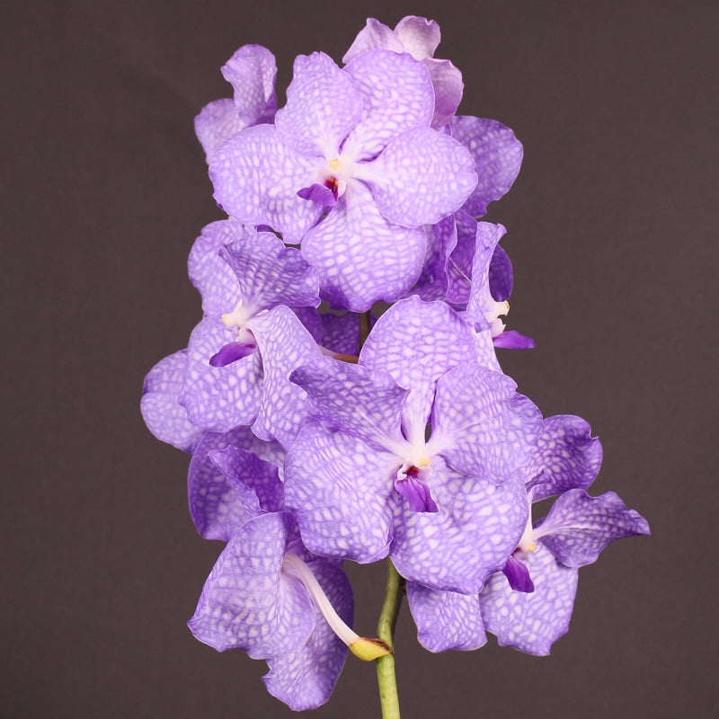 Vanda Kanchana Angelite