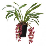 Load image into Gallery viewer, Cymbidium Cascade &#39;Karina&#39;
