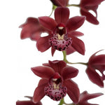 Load image into Gallery viewer, Cymbidium Cascade &#39;Karina&#39;
