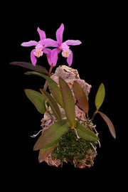 Cattleya kerrii