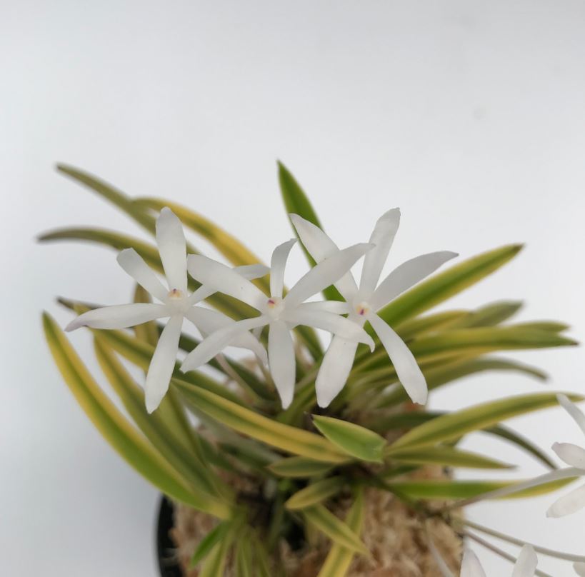 Neofinetia falcata 'Kinboshi' 金星