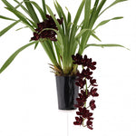 Carica l&#39;immagine nel visualizzatore Galleria, Cymbidium Kiwi Midnight &#39;Geyserland&#39;
