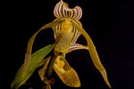 Carica l'immagine nel visualizzatore Galleria, Paphiopedilum kolopakingii x self