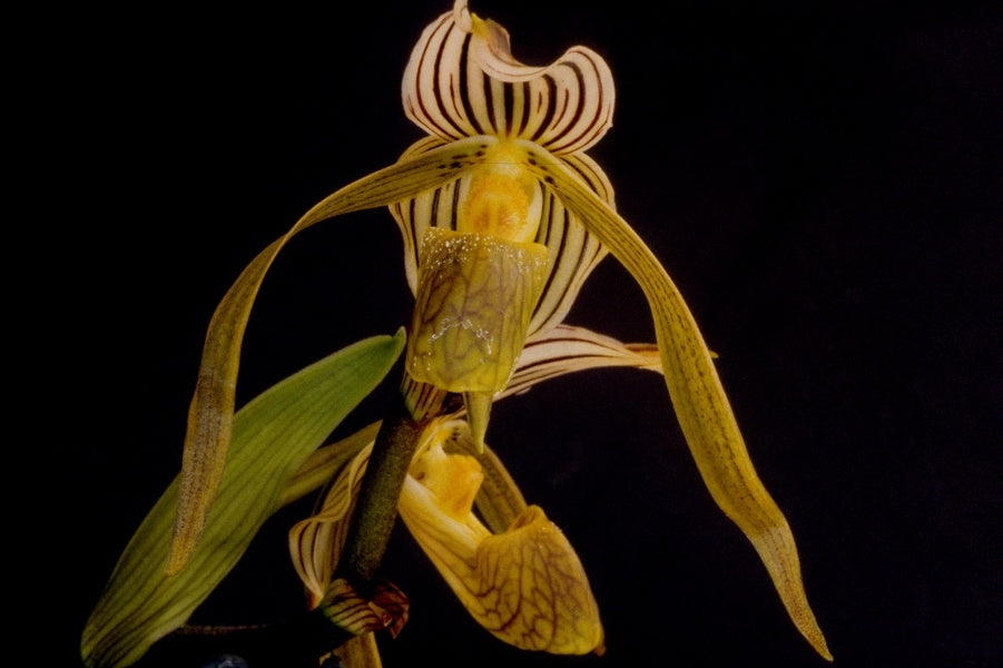 Paphiopedilum kolopakingii x self