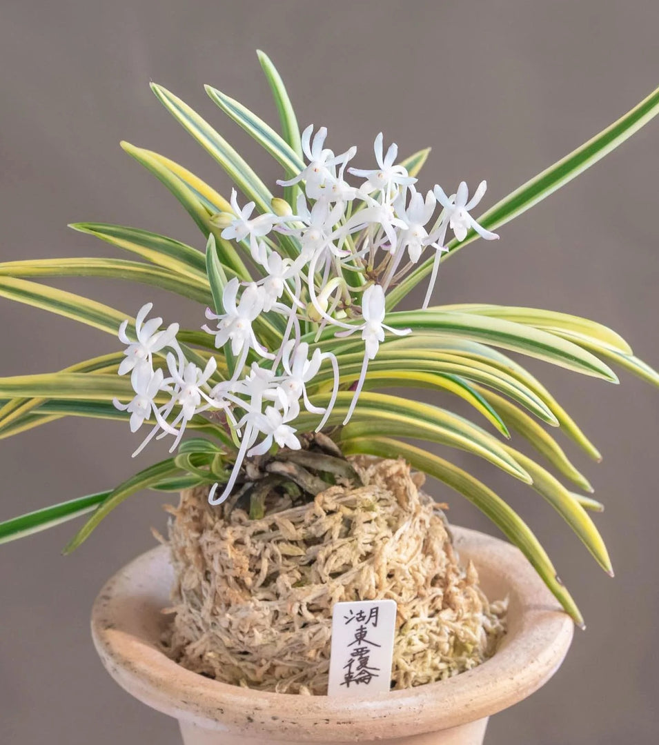 Neofinetia falcata 'Kotō Fukurin' 湖東覆輪
