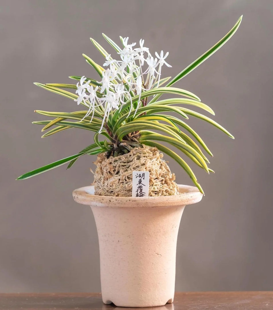 Neofinetia falcata 'Kotō Fukurin' 湖東覆輪
