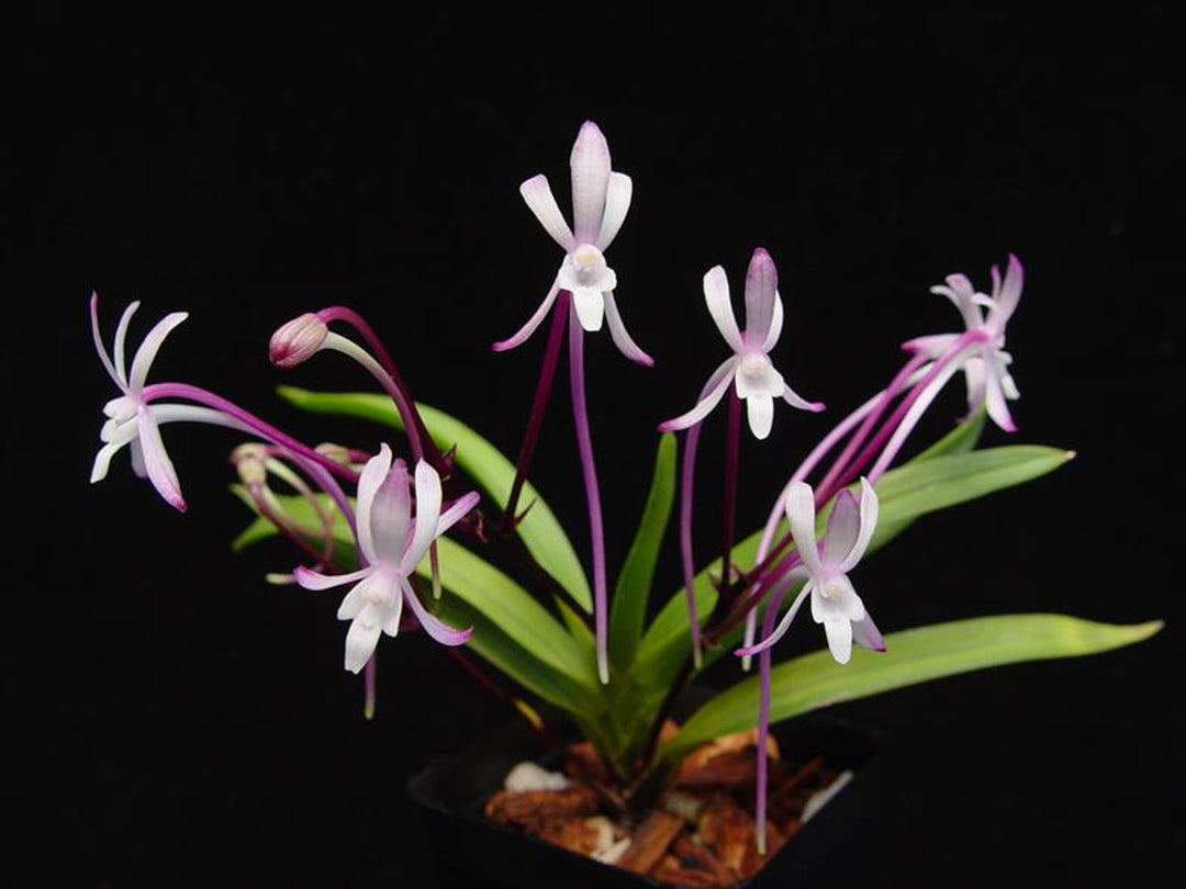 Neofinetia falcata 'Koukaden' 紅華殿