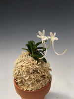 Carica l'immagine nel visualizzatore Galleria, Neofinetia falcata 'Kuroshinju' 흑진주 黒真珠