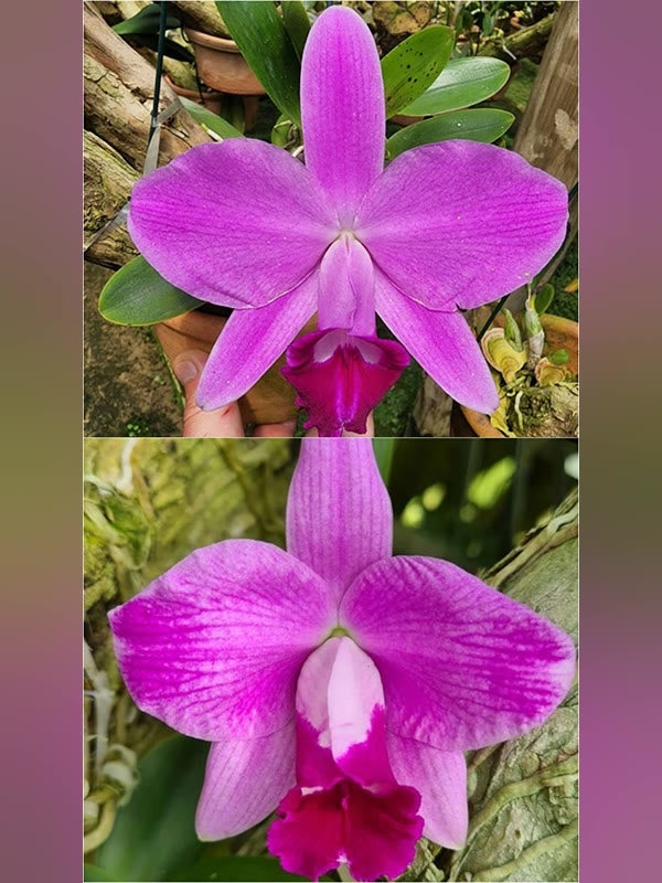 Laelia pumila tipo 'petaluda' x escura flamea 'Alice' - Brazil Import