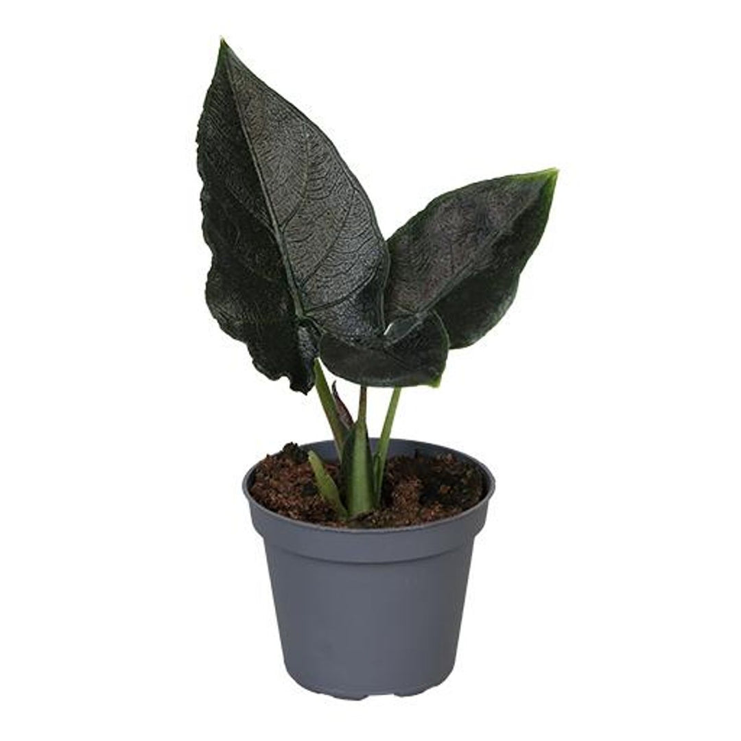 Alocasia Antoro Velvet