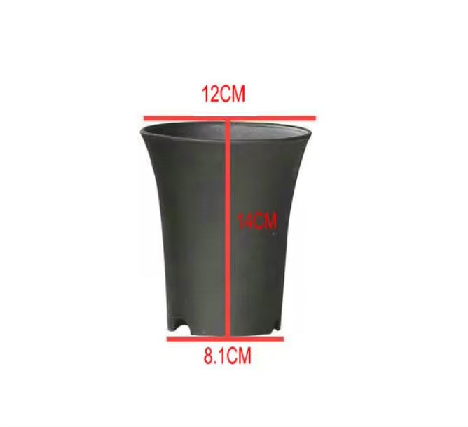 Vaso Asia per Neofinetia