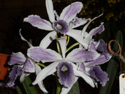 Cattleya (syn. Laelia) purpurata var. werkhauseri striata - Brazil Import