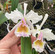 Cattleya labiata v. semi alba x dowiana v. aurea