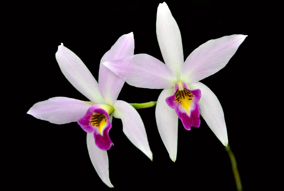 Laelia anceps