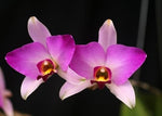 Load image into Gallery viewer, Laelia anceps var. guerrero
