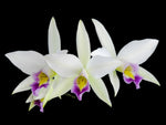 Carica l'immagine nel visualizzatore Galleria, Laelia anceps var. veitchiana