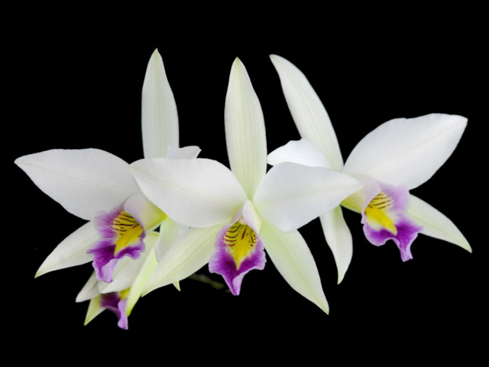 Laelia anceps var. veitchiana