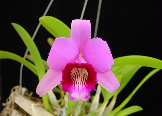 Laelia dayana / C. bicalhoi
