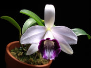 Laelia dayana var. coerulea