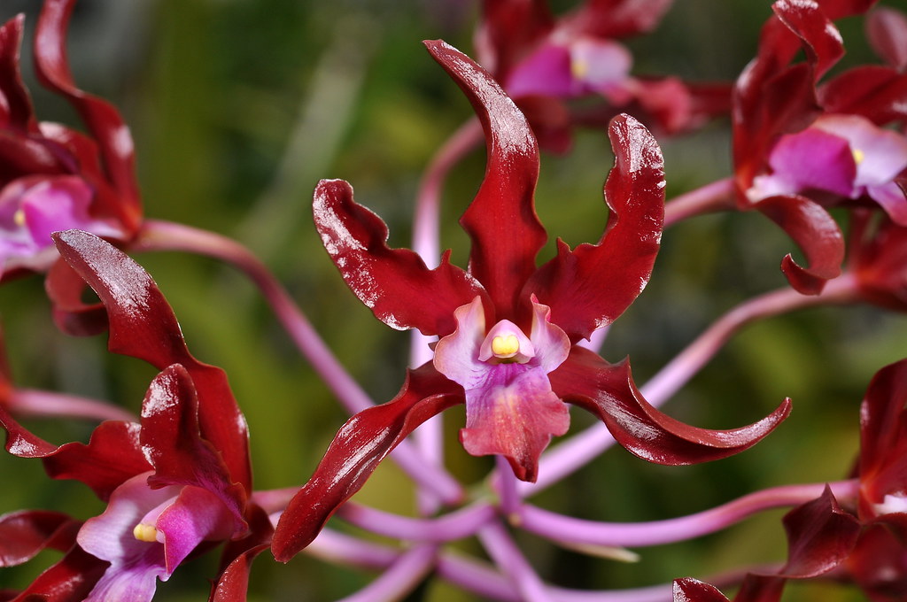 Laelianthe Dulatiaca (Laelia undulata × Guarianthe aurantiaca)