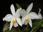 Load image into Gallery viewer, Laelia jongheana f. alba
