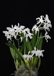 Laelia lobata var. alba