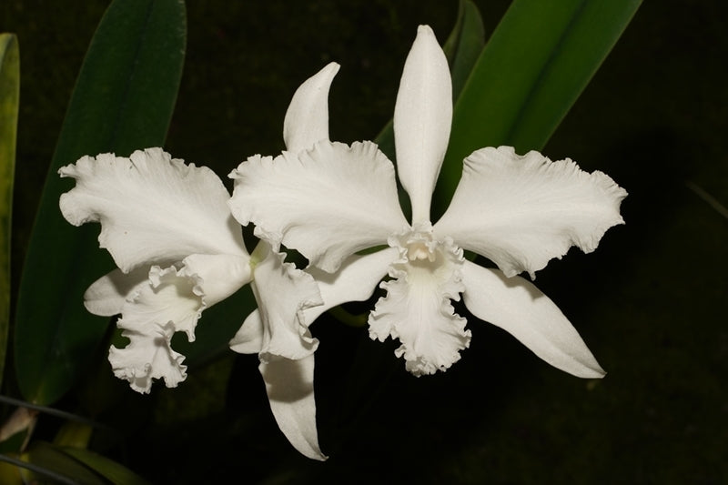 Laelia lobata var. alba