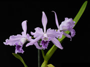 Laelia lobata var. coerulea