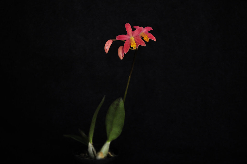 Laelia longipes x milleri