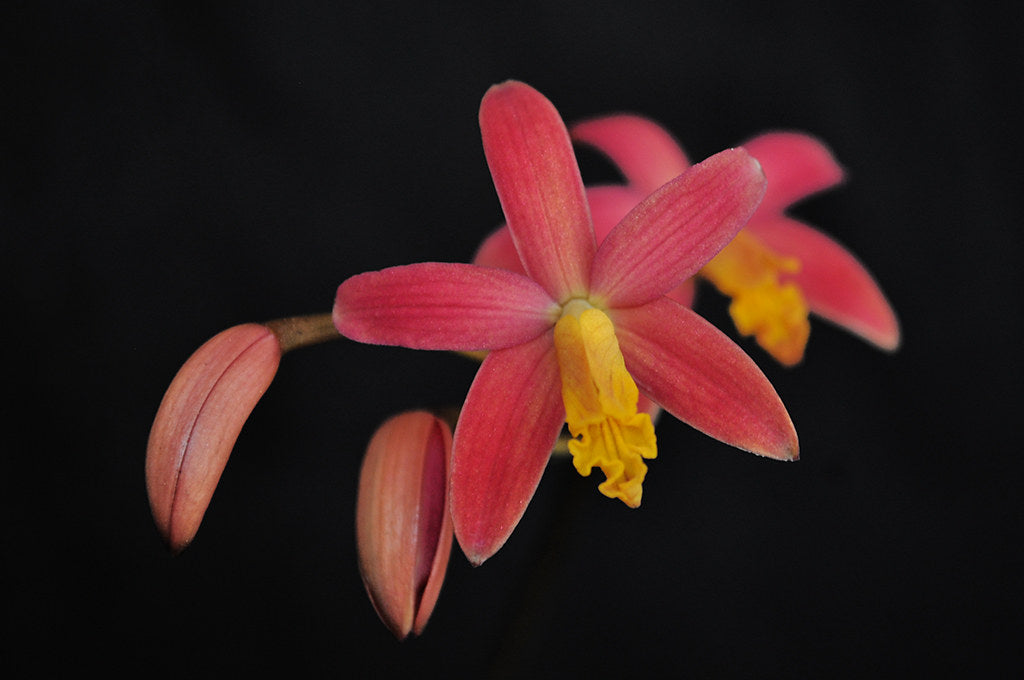 Laelia longipes x milleri