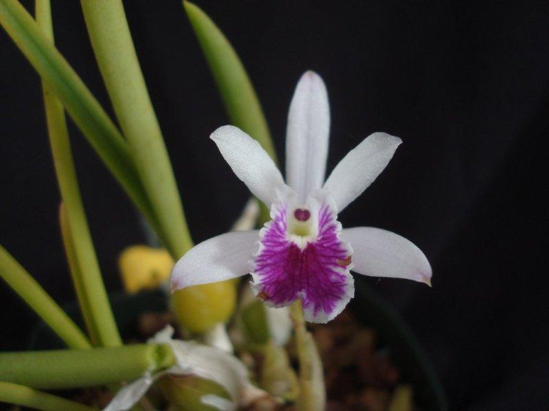 Laelia lundii