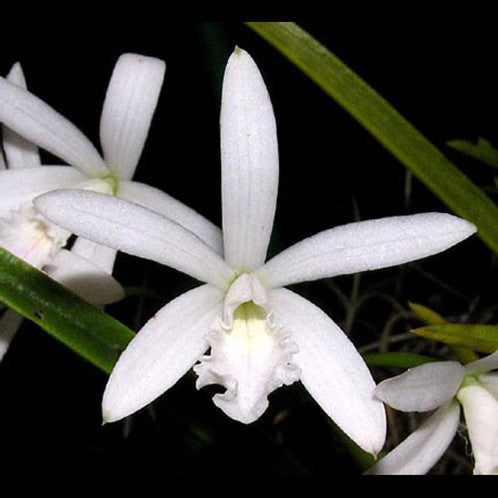 Laelia lundii var. alba