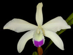Carica l'immagine nel visualizzatore Galleria, Laelia perrinii var. semi-alba - Br orquidea