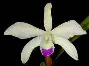 Laelia perrinii var. semi-dawn - Br orquidea