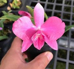 Laelia (purpurata x sincorana) x sophronitis wittigiana
